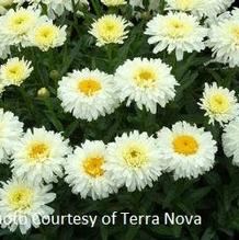 Leucanthemum 'Macaroon' Leucanthemum 'Macaroon'