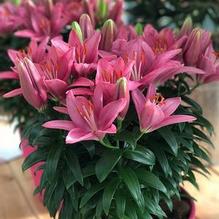 Lilium Lily Looks™ 'Tiny Pearl' Lilium Lily Looks™ 'Tiny Pearl'