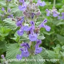 Nepeta 'Early Bird' Nepeta 'Early Bird'