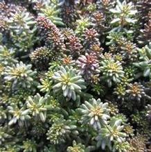 Sedum 'Coral Carpet' Sedum 'Coral Carpet'