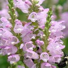 Physostegia 'Pink Manners' Physostegia 'Pink Manners'