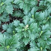 Pachysandra terminalis 'Tiffany' Pachysandra terminalis 'Tiffany'