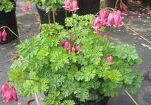 Dicentra 'King of Hearts' Dicentra 'King of Hearts'