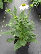 Echinacea 'Pow Wow White'