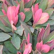 Euphorbia x. martinii Euphorbia x. martinii