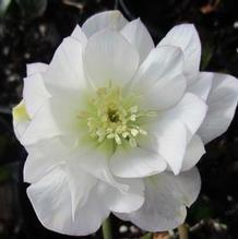 Helleborus 'Sparkling Daimond' Helleborus 'Sparkling Daimond'