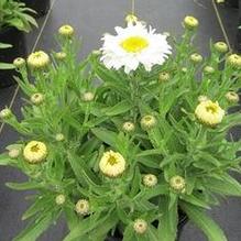 Leucanthemum 'Freak !®' Leucanthemum 'Freak !®'