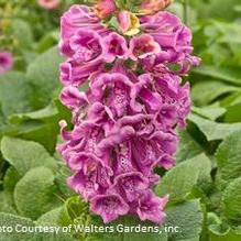 Digitalis 'Candy Mountain' Digitalis 'Candy Mountain'