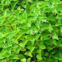 Cornus 'Artic Fire®' Cornus 'Artic Fire®'