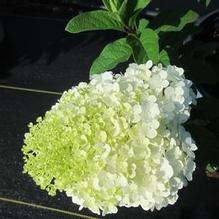 Hydrangea paniculata 'Bobo' Hydrangea paniculata 'Bobo'