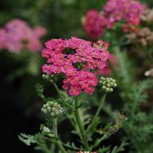Achillea 'New Vintage™ Rose'