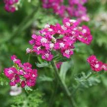 Achillea 'New Vintage™ Violet'