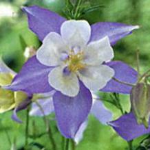 Aquilegia 'Songbird Blue Bird' Aquilegia 'Songbird Blue Bird'