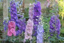 Delphinium 'Dwarf Stars' Delphinium 'Dwarf Stars'
