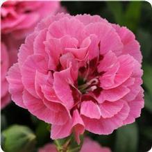 Dianthus 'Oscar® Pink' Dianthus 'Oscar® Pink'