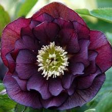 Helleborus 'Onyx Odyssey' Helleborus 'Onyx Odyssey'