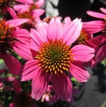 Echinacea 'Kim's Knee High' Echinacea 'Kim's Knee High'