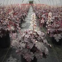 Heucherella 'Plum Cascade' Heucherella 'Plum Cascade'