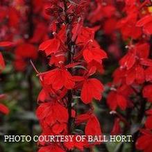Lobelia 'Starship Scarlet' Lobelia 'Starship Scarlet'