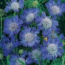 Scabiosa 'Fama Blue' Scabiosa 'Fama Blue'