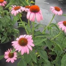 Echinacea 'Magnus' Echinacea 'Magnus'