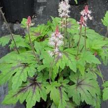 Tiarella 'Sugar and Spice' Tiarella 'Sugar and Spice'
