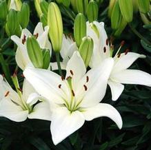 Lillium 'Tiny Crystal' Lillium 'Tiny Crystal'