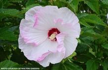 Hibiscus SUMMERIFIC® 'Ballet Slippers' Hibiscus SUMMERIFIC® 'Ballet Slippers'
