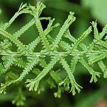 Athyrium 'Victoriae' Athyrium 'Victoriae'