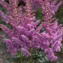 Astilbe 'Little Visions in Purple' Astilbe 'Little Visions in Purple'
