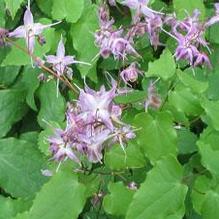 Epimedium 'Lilafee' Epimedium 'Lilafee'