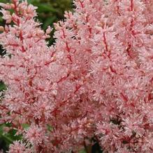Astilbe 'Look At Me' Astilbe 'Look At Me'