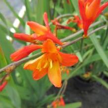 Crocosmia 'Pekoe' Crocosmia 'Pekoe'