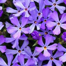 Phlox x. 'Violet Pinwheels'
