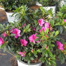 Azalea Bloom-A-Thon® Lavender Azalea Bloom-A-Thon® Lavender