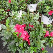 Azalea Bloom-A-Thon® Red Azalea Bloom-A-Thon® Red