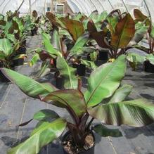 Ensete 'Maurelii'