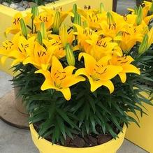 Lilium Lily Looks™ 'Tiny Bee' Lilium Lily Looks™ 'Tiny Bee'