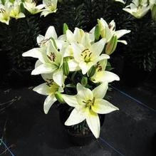 Lilium Lily Looks™ 'Tiny Crystal' Lilium Lily Looks™ 'Tiny Crystal'