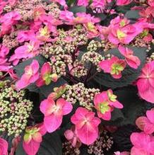 Hydrangea 'Tuff Stuff™ Red' Hydrangea 'Tuff Stuff™ Red'