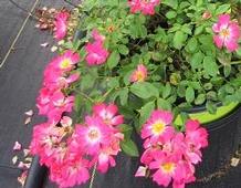 Rosa Pink Drift® Rosa Pink Drift®