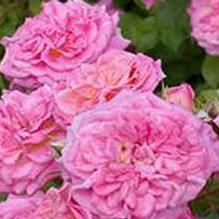 Rosa 'Sweet Drift®' Rosa 'Sweet Drift®'