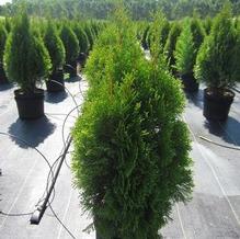 Thuja 'Emerald'