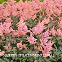 Astilbe 'Peach Blossom'
