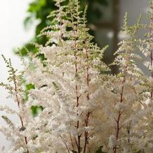 Astilbe 'Cappuccino' Astilbe 'Cappuccino'