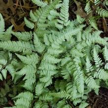 Athyrium 'Pearly White' Athyrium 'Pearly White'