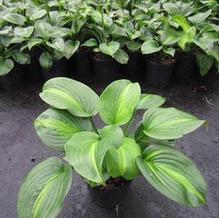 Hosta 'Avocado' Hosta 'Avocado'