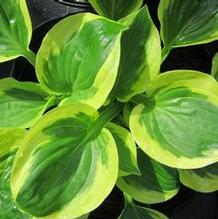 Hosta 'Brim Cup'