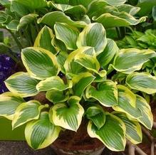 Hosta 'Sugar and Spice' Hosta 'Sugar and Spice'