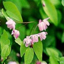 Epimedium 'Roseum' Epimedium 'Roseum'